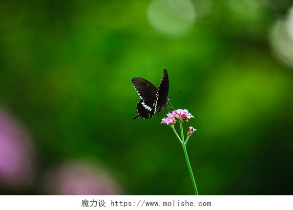 夏日花卉蝴蝶图片